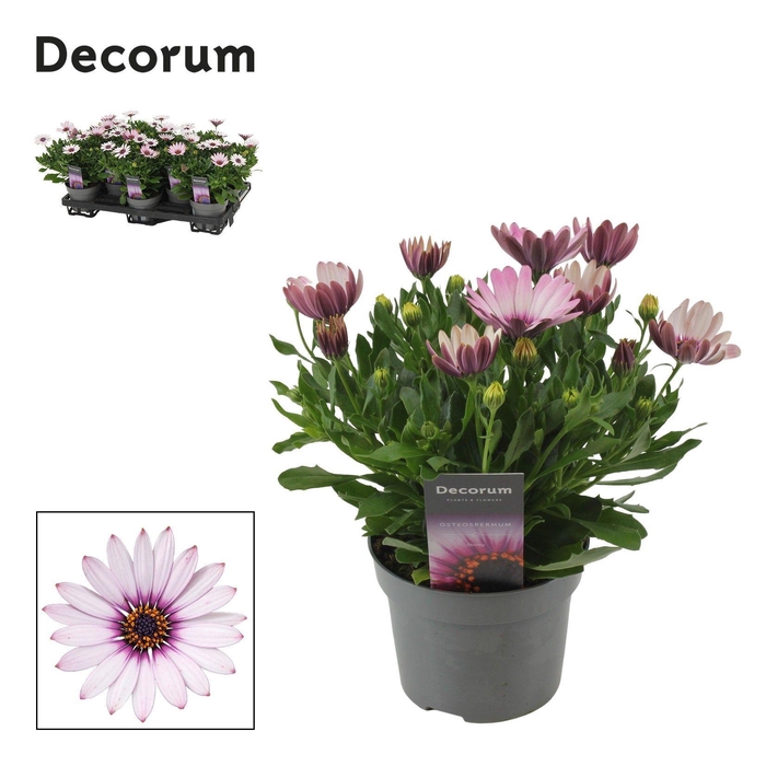 <h4>Osteospermum Quinty Decorum</h4>
