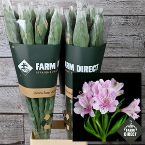 ALSTRO MILA LAVENDEL 70GR