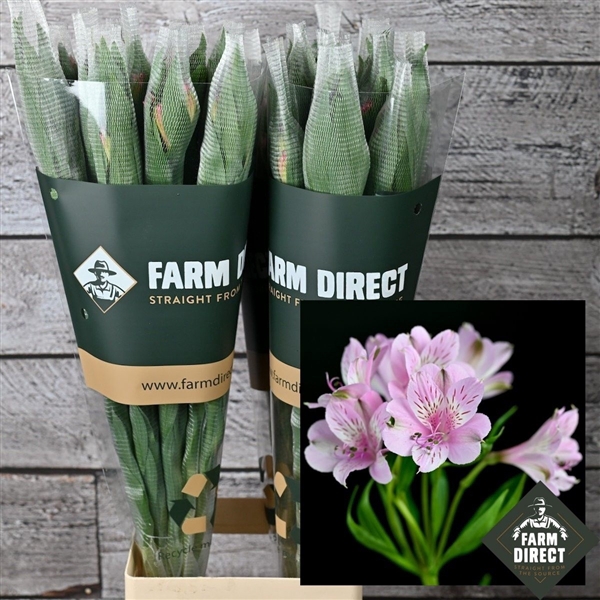 <h4>ALSTRO MILA LAVENDEL 70GR</h4>