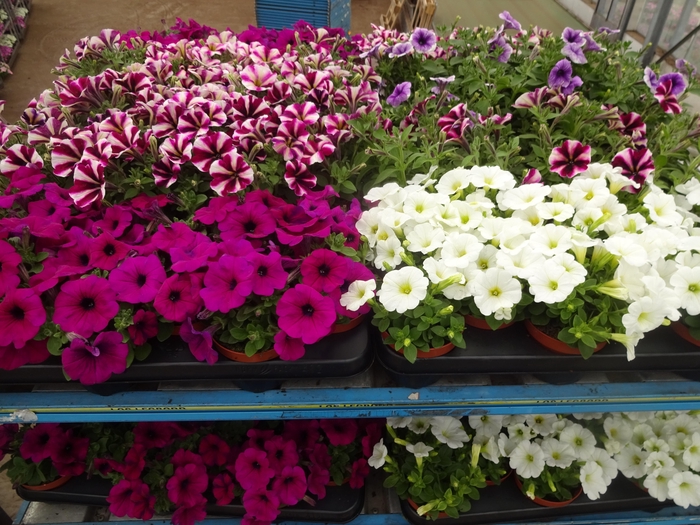 <h4>PET MIXK</h4>