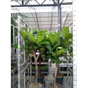 Ficus lyrata