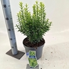 Euonymus japonicus Microphyllus Au