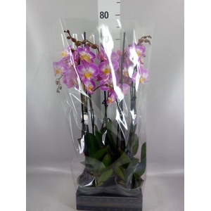 Phalaenopsis  'Ant Split'