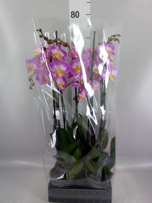 <h4>Phalaenopsis  'Ant Split'</h4>