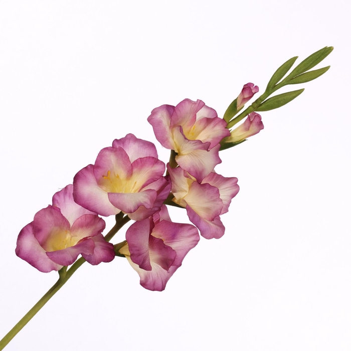 <h4>Gladiolus Spray Pink Yellow FL440353PKY</h4>