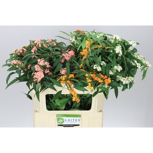 Euphorbia Fu Gemengd