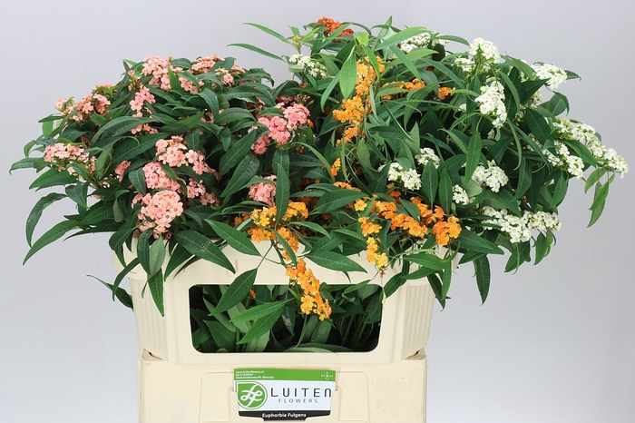 <h4>Euphorbia Fu Gemengd</h4>
