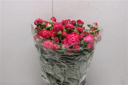 <h4>Paeo L Paula Fay</h4>