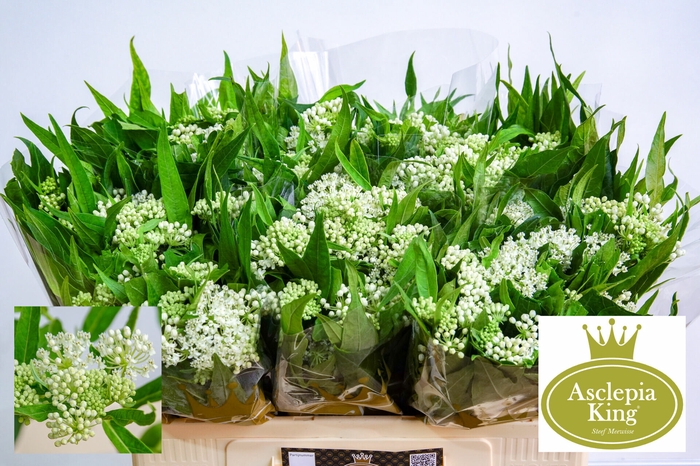 <h4>Asclepias Ice Ballet</h4>