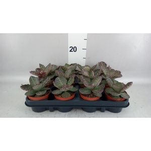 Kalanchoe NF   ...