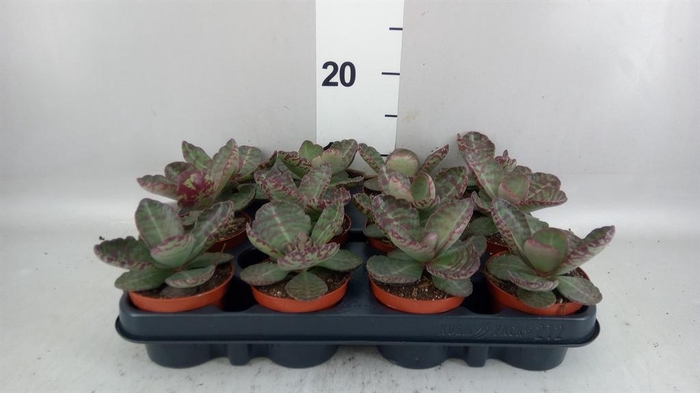 <h4>Kalanchoe NF ...</h4>