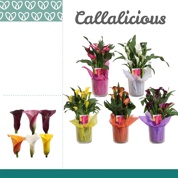 <h4>Zantedeschia Mix in Claudia Glas</h4>