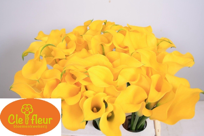 <h4>ZANT FLOREX GOLD</h4>