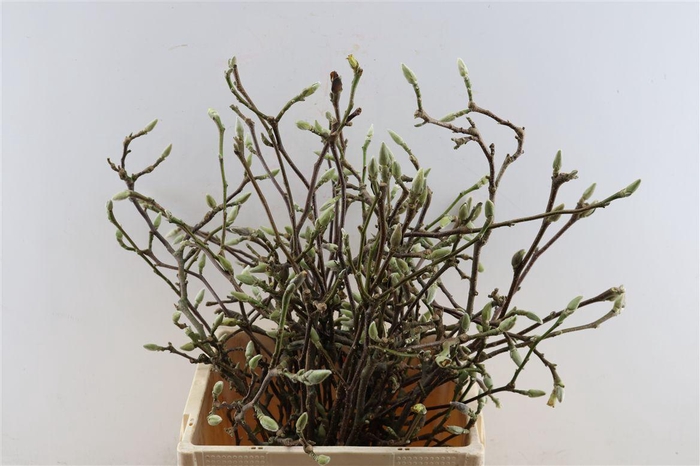 Magnolia P Bunch 75cm