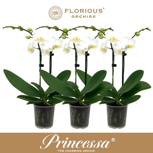 No9 Phalanopsis 2 Tak Wit