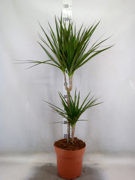 <h4>Dracaena marg.</h4>