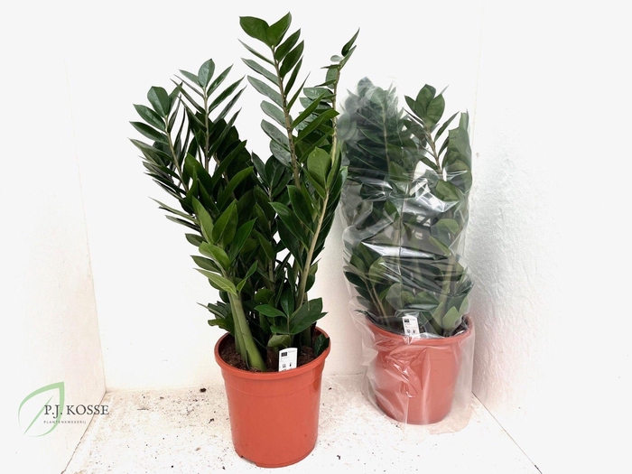 <h4>ZAMIO ZAMIIFOLIA</h4>