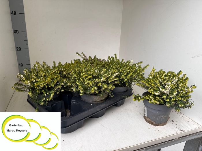 <h4>Erica dar. White Perfection</h4>