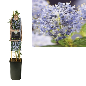 Ceanothus thyrsiflorus var. repens +3.0 label