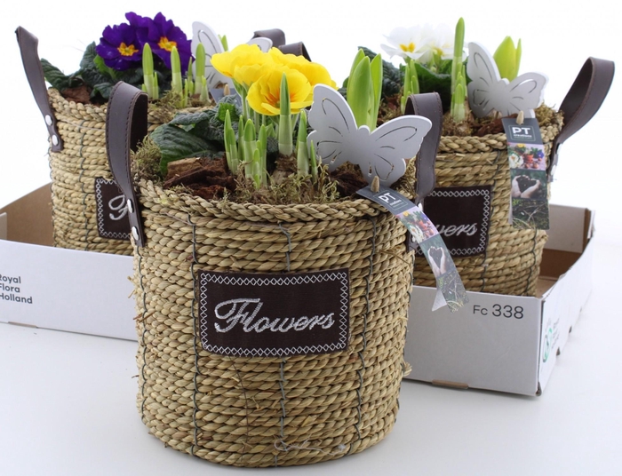 <h4>ARR PL IN SCHAAL</h4>