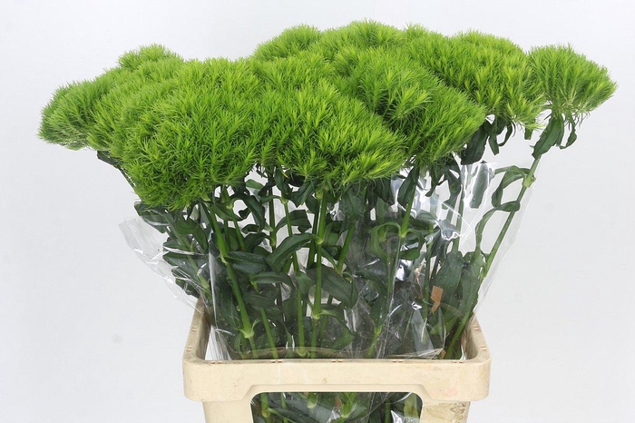 <h4>Dianthus Br Kiwi Mellow</h4>