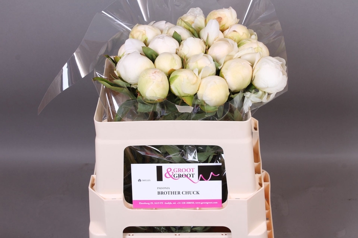 <h4>Paeonia Brother Chuck</h4>