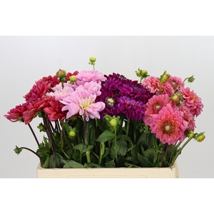 Dahlia Gemengd in fust