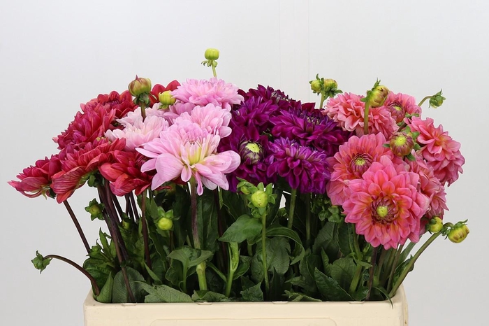 <h4>Dahlia Gemengd in fust</h4>