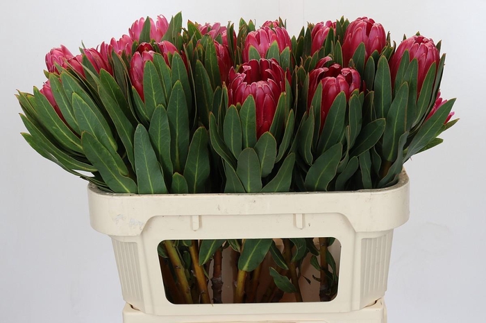 <h4>Protea Brenda</h4>