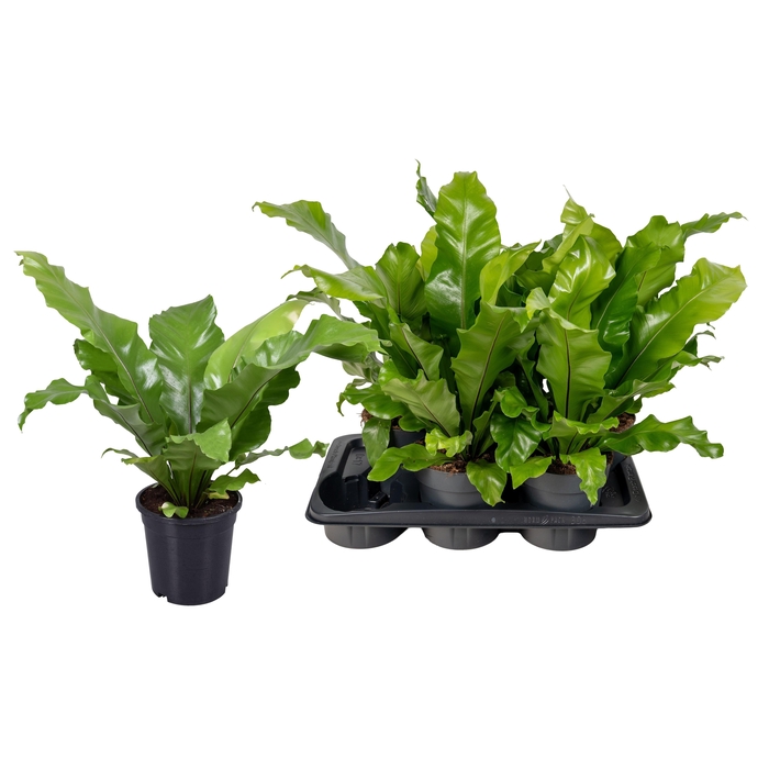 <h4>ASPLE NIDUS</h4>