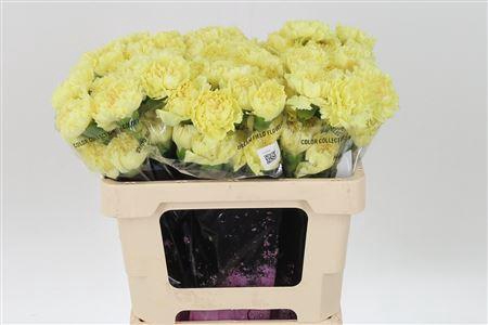 <h4>Di St Std Emma</h4>