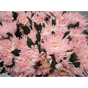 Chr G Topspin G Sweet Roosvice