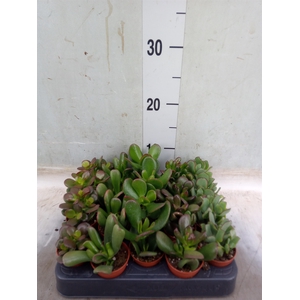 Crassula   ...mix