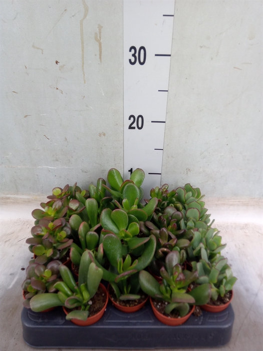 <h4>Crassula   ...mix</h4>