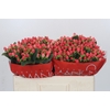 Hypericum Sweet Romance