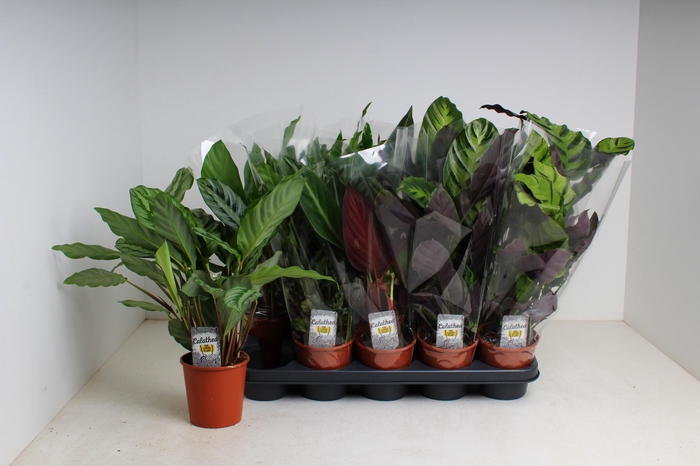 <h4>CALAT GEM 3 SRT</h4>