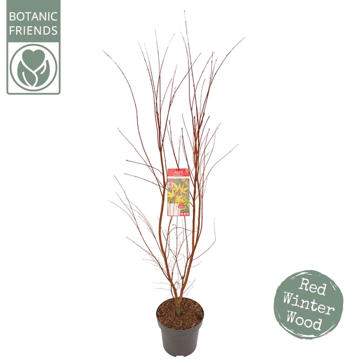 <h4>Acer palmatum Sangokaku</h4>