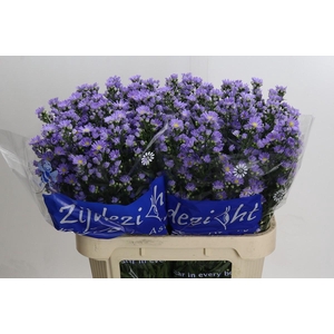 Aster Cassandra