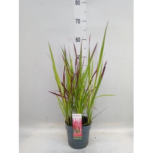Imperata cylindrica 'Red Baron'