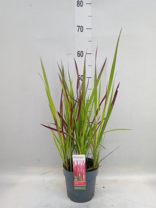 <h4>Imperata cylindrica 'Red Baron'</h4>