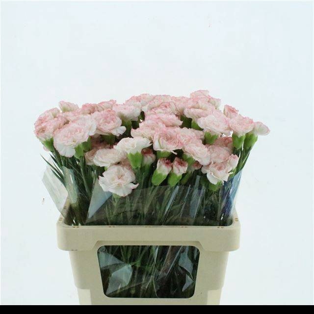 <h4>DI ST POIROT BIANCO</h4>