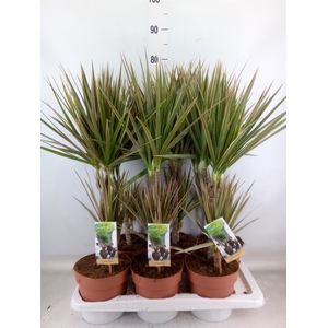 Dracaena marg. 'Bicolor'