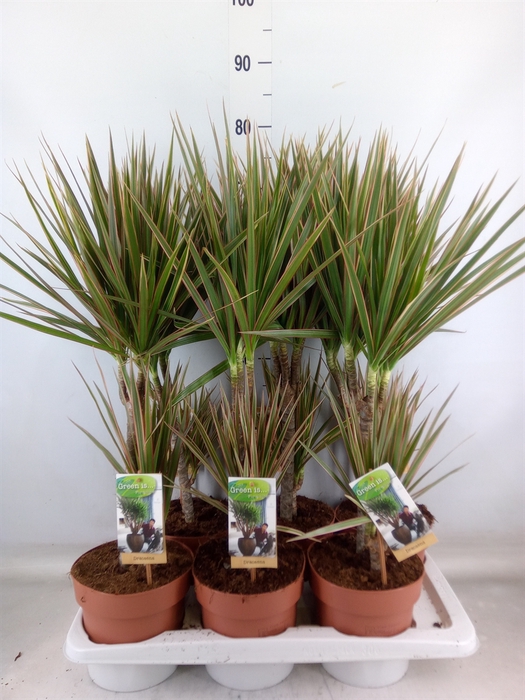 <h4>Dracaena marg. 'Bicolor'</h4>