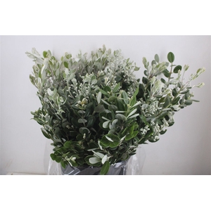 Pittosp Ralphi Leaves 400gr P Bunch