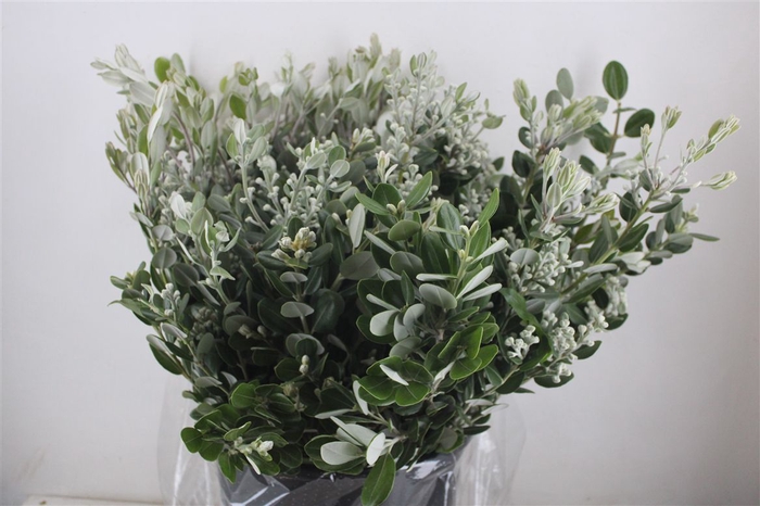 <h4>Pittosp Ralphi Leaves 400gr P Bunch</h4>