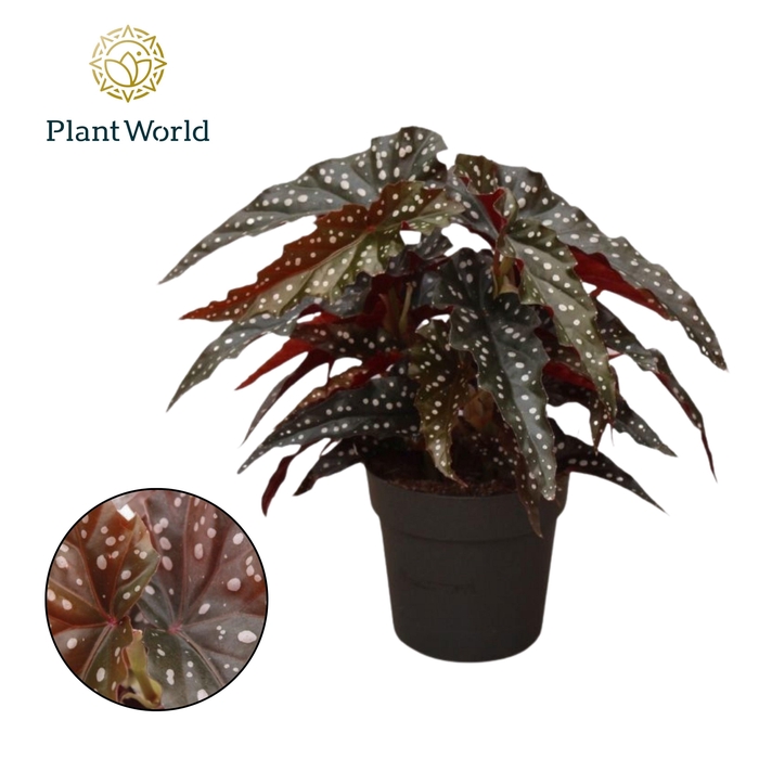 <h4>Begonia Black Forrest</h4>