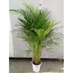 Dypsis lutescens   ...Chrysalidoca