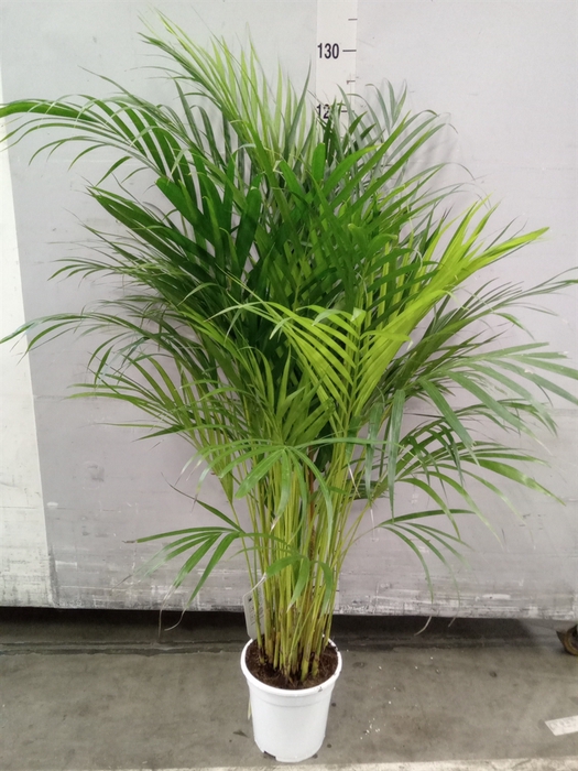 <h4>Dypsis lutescens   ...Chrysalidoca</h4>