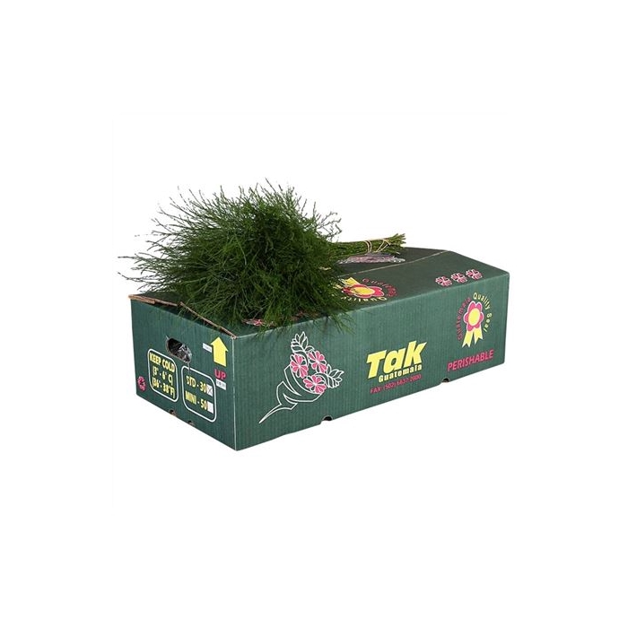 <h4>TREEFERN GT</h4>