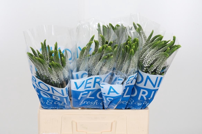 <h4>Veronica Caya Wit</h4>